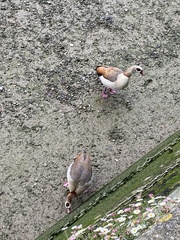 Alopochen aegyptiaca