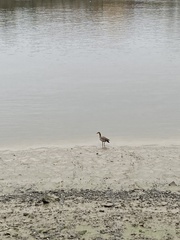 Alopochen aegyptiaca