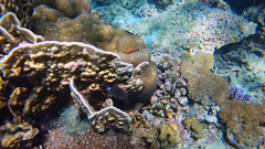 Pomacentrus bankanensis