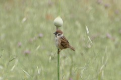 Passer montanus