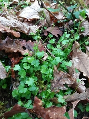 Hesperocodon hederaceus