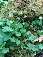 Hesperocodon hederaceus