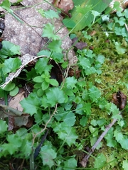 Hesperocodon hederaceus