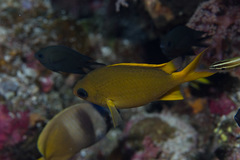 Chromis analis