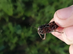 Arcyptera microptera