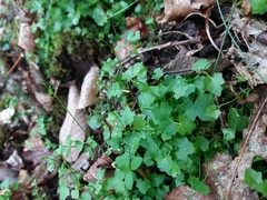 Hesperocodon hederaceus