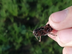 Arcyptera microptera