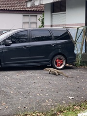 Varanus salvator macromaculatus