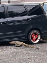 Varanus salvator macromaculatus