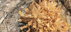 Aphyllon californicum feudgei