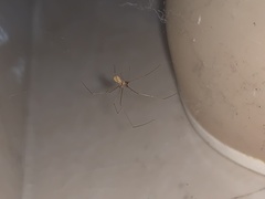 Micropholcus fauroti