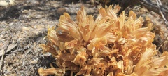 Aphyllon californicum feudgei