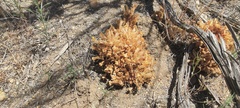 Aphyllon californicum feudgei