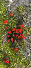 Castilleja tolucensis