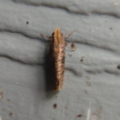 Acrolophus propinqua