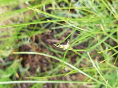 Euchorthippus pulvinatus