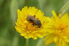 Andrena