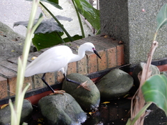 Egretta garzetta