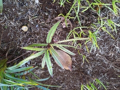 Polyscias maraisiana