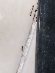 Monomorium floricola