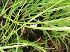 Euchorthippus pulvinatus