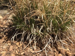 Petradoria pumila