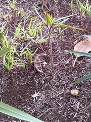 Polyscias maraisiana