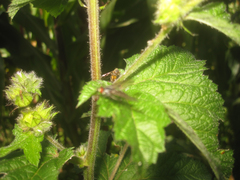 Fuertesimalva limensis