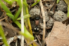 Blakeius bipunctatus