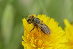 Andrena
