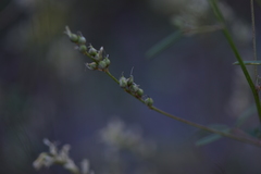 Melilotus neapolitanus