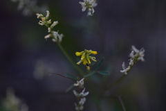 Melilotus neapolitanus