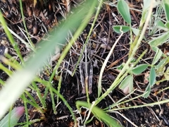Arcyptera microptera