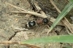 Blakeius bipunctatus