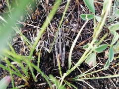 Arcyptera microptera