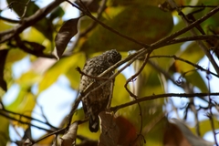 Picumnus albosquamatus