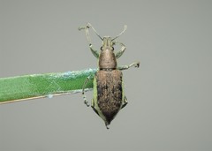 Chlorophanus viridis