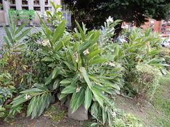 Alpinia zerumbet