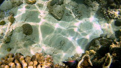 Pomacentrus bankanensis