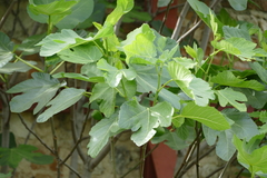 Ficus carica