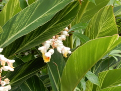 Alpinia zerumbet