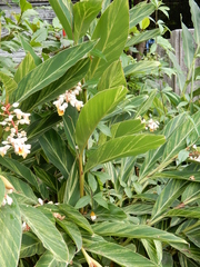 Alpinia zerumbet