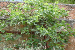 Ficus carica