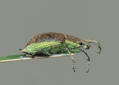 Chlorophanus viridis