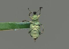 Chlorophanus viridis