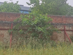 Ficus carica