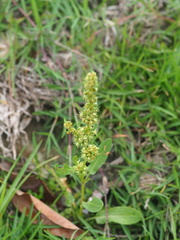 Rumex dentatus
