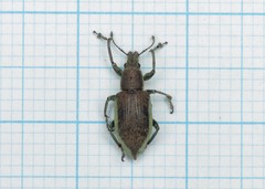 Chlorophanus viridis