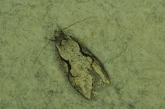 Semioscopis packardella
