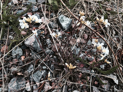 Arabidopsis arenosa arenosa